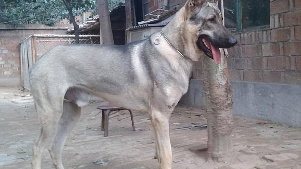 养狼青犬注意事项,养狼青犬