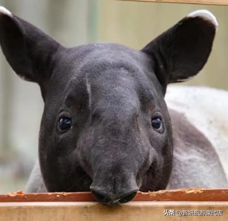 马来西亚冷知识视频,马来西亚有趣冷知识