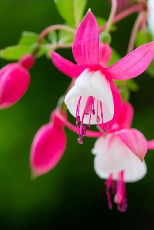 美丽的花倒挂金钟,美丽的倒挂金钟花图片