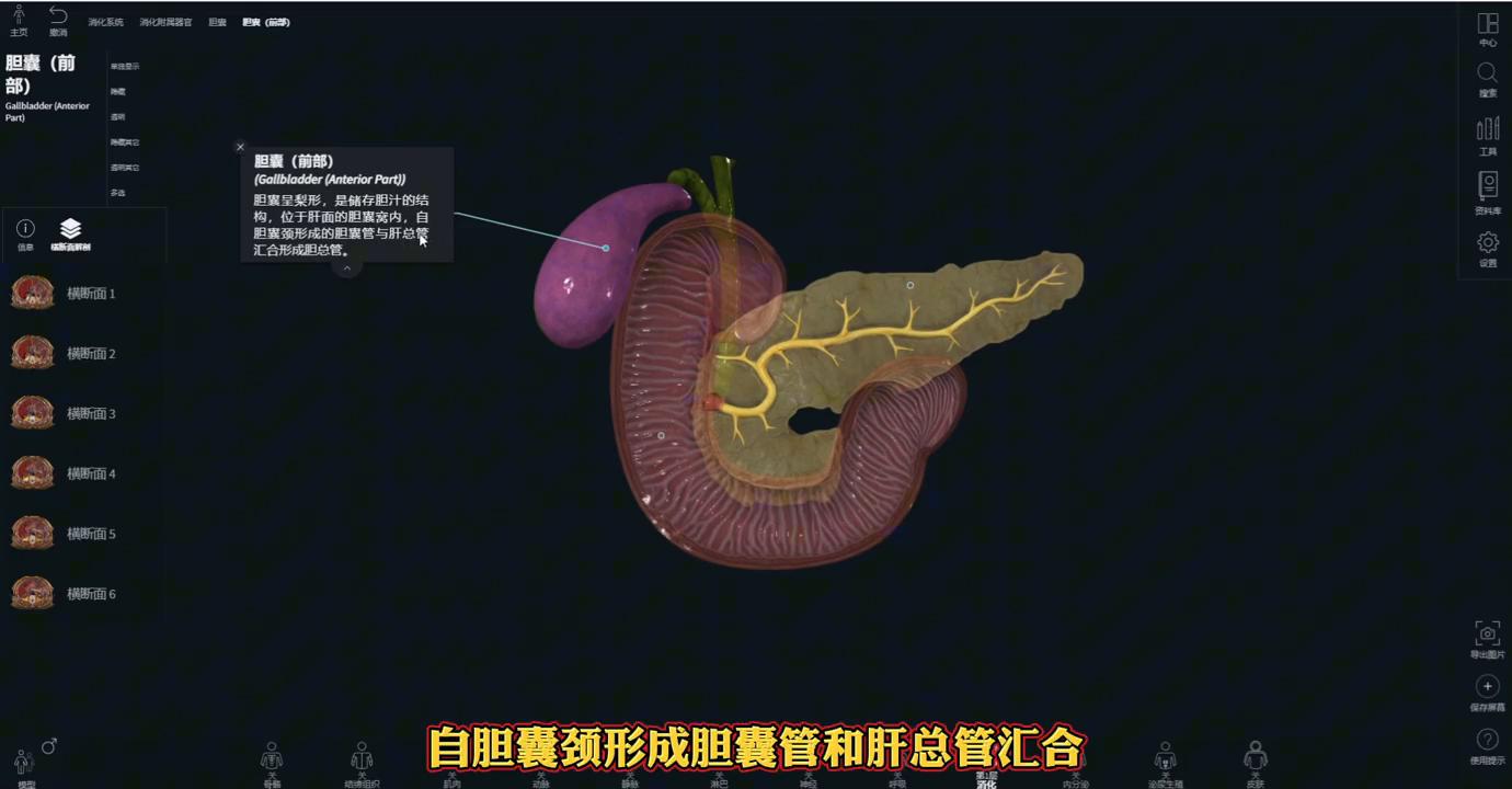 解剖基础：胆管和胰管解剖分享，实用干货！#解剖