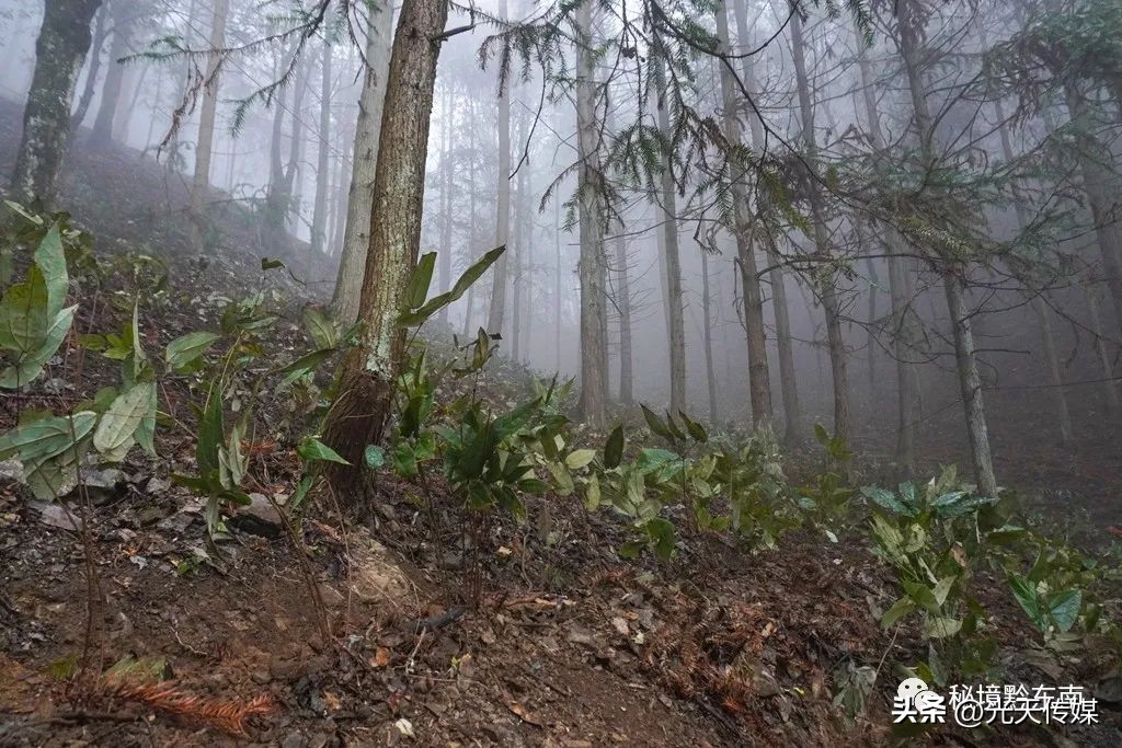 贵州春暖大地农事忙,春耕促生产春暖备耕忙