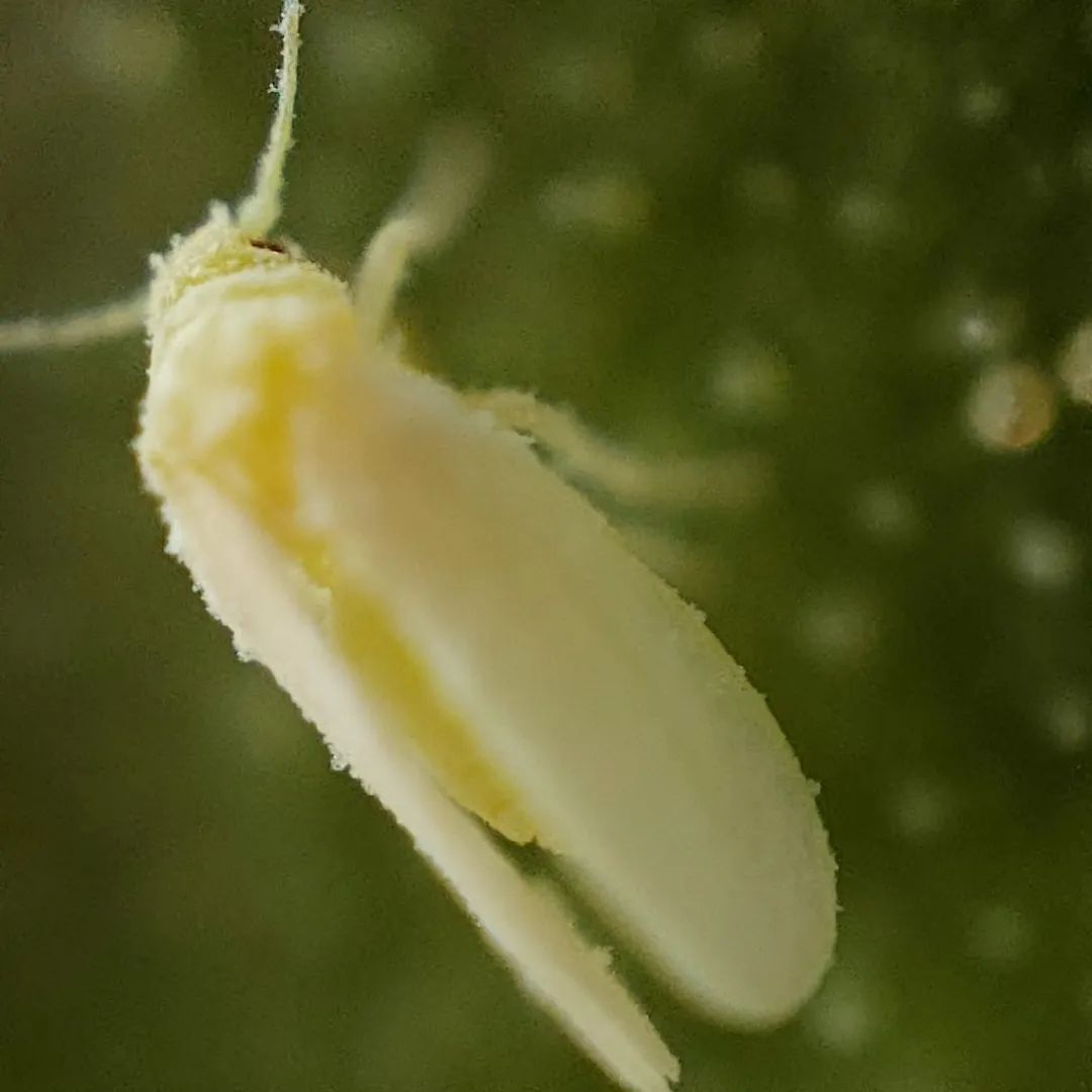 花盆有小白粉虱怎么处理,养花有白虱虫怎么办