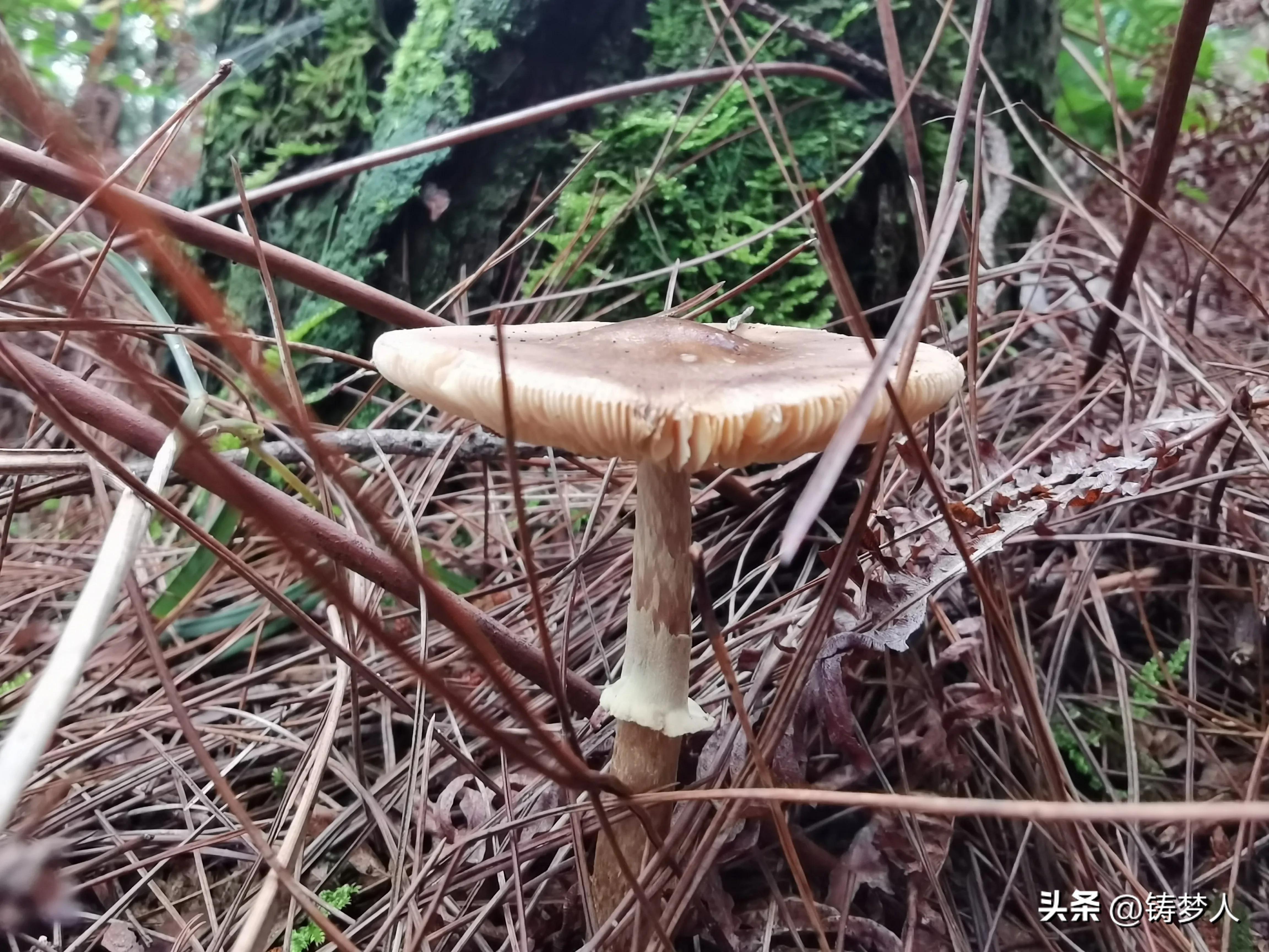 分享手机里的美照,手机拍照技术干货分享