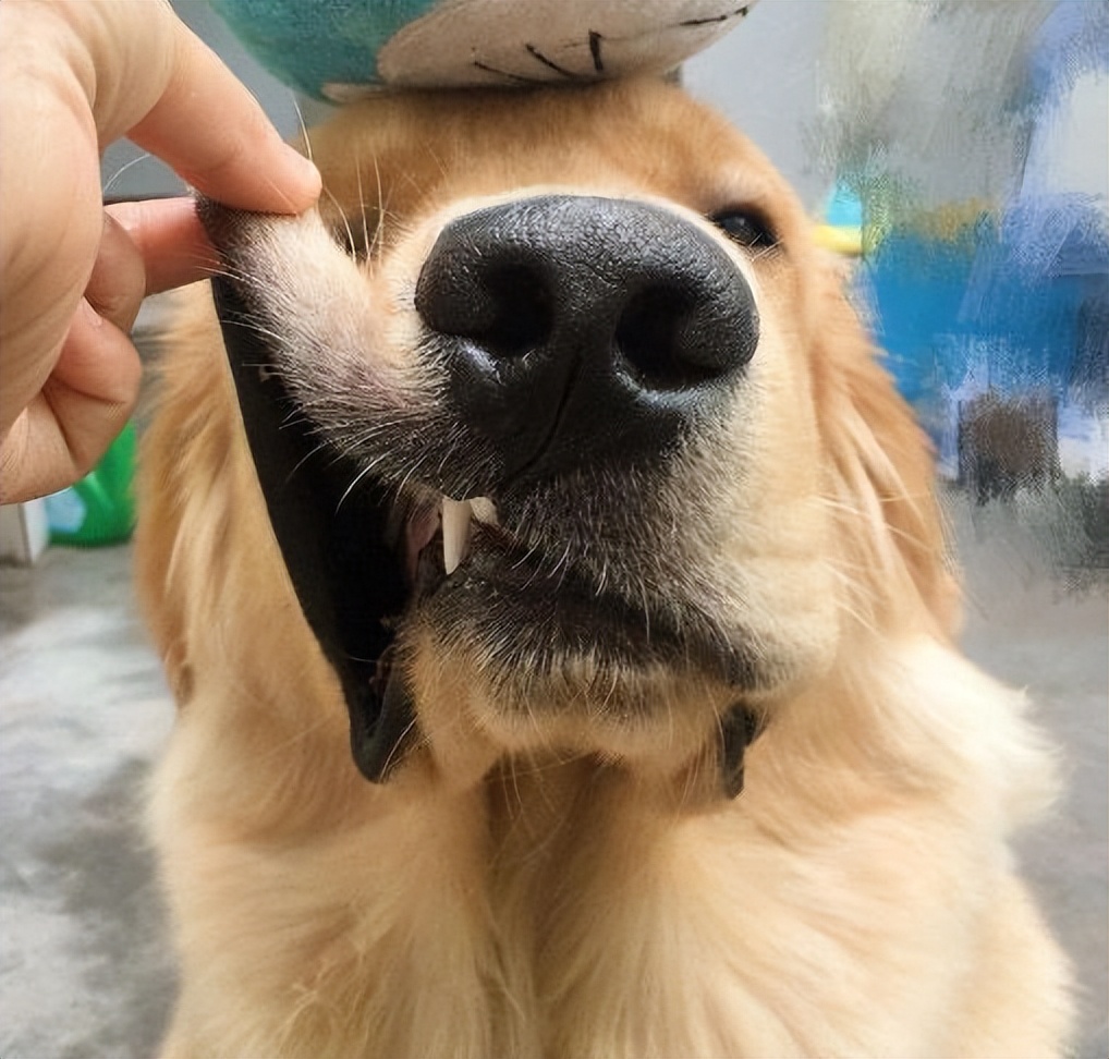 激怒狗子的方法找到了！最后一招最管用！