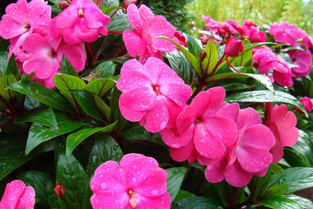 家前屋后栽蛇草真的能驱蛇吗,门前种什么草蛇会怕