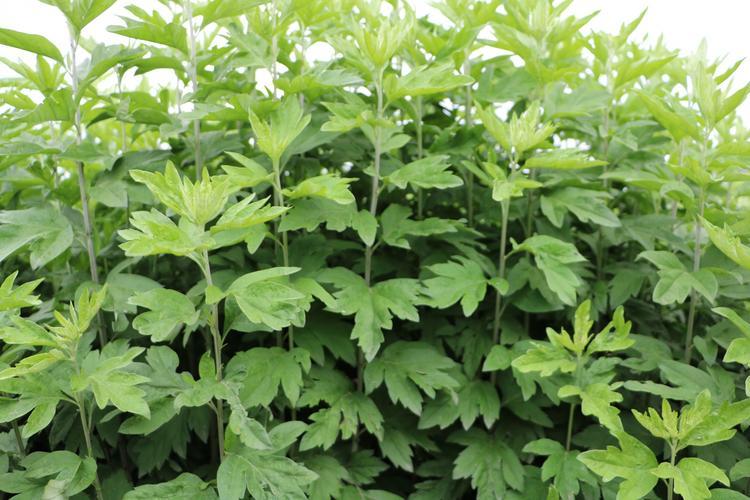 坚持艾叶药包泡脚祛痰湿,艾叶泡脚坚持多久有效果