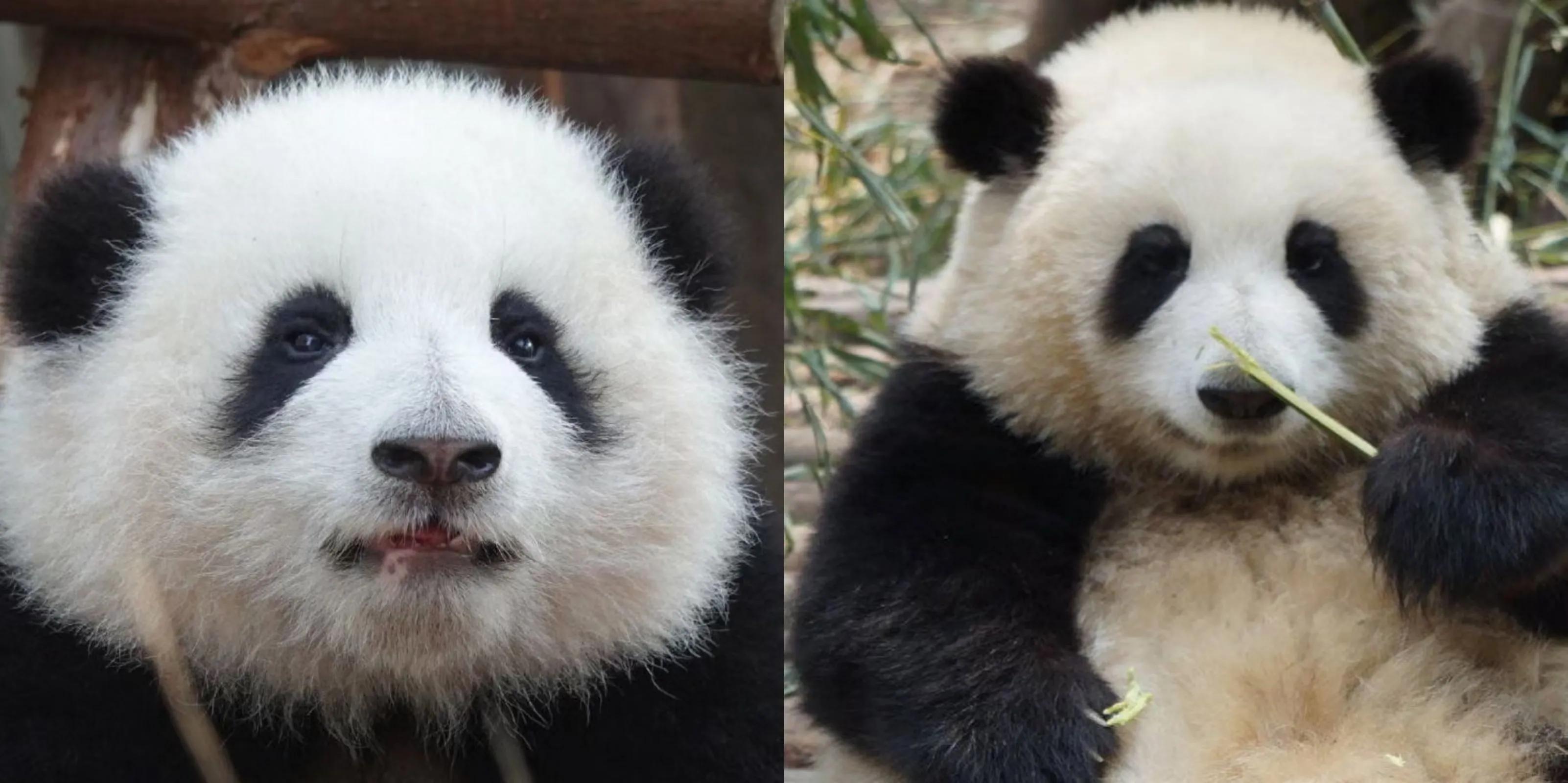 大熊猫花花和荷叶的温暖瞬间,国宝大熊猫和花萌萌哒瞬间