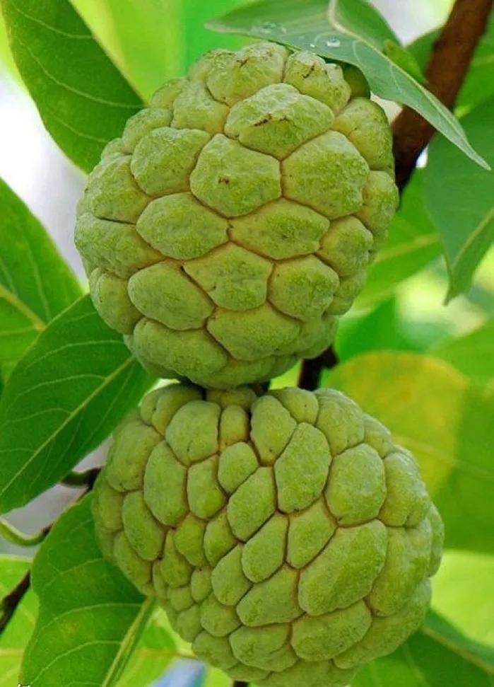 100多种罕见水果欣赏,100种罕见水果名字