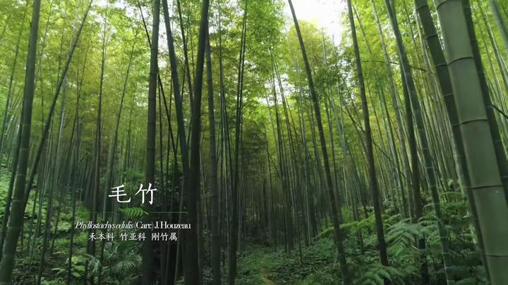 大熊猫爱吃的竹子是什么植物,大熊猫爱吃的竹子是毛竹吗