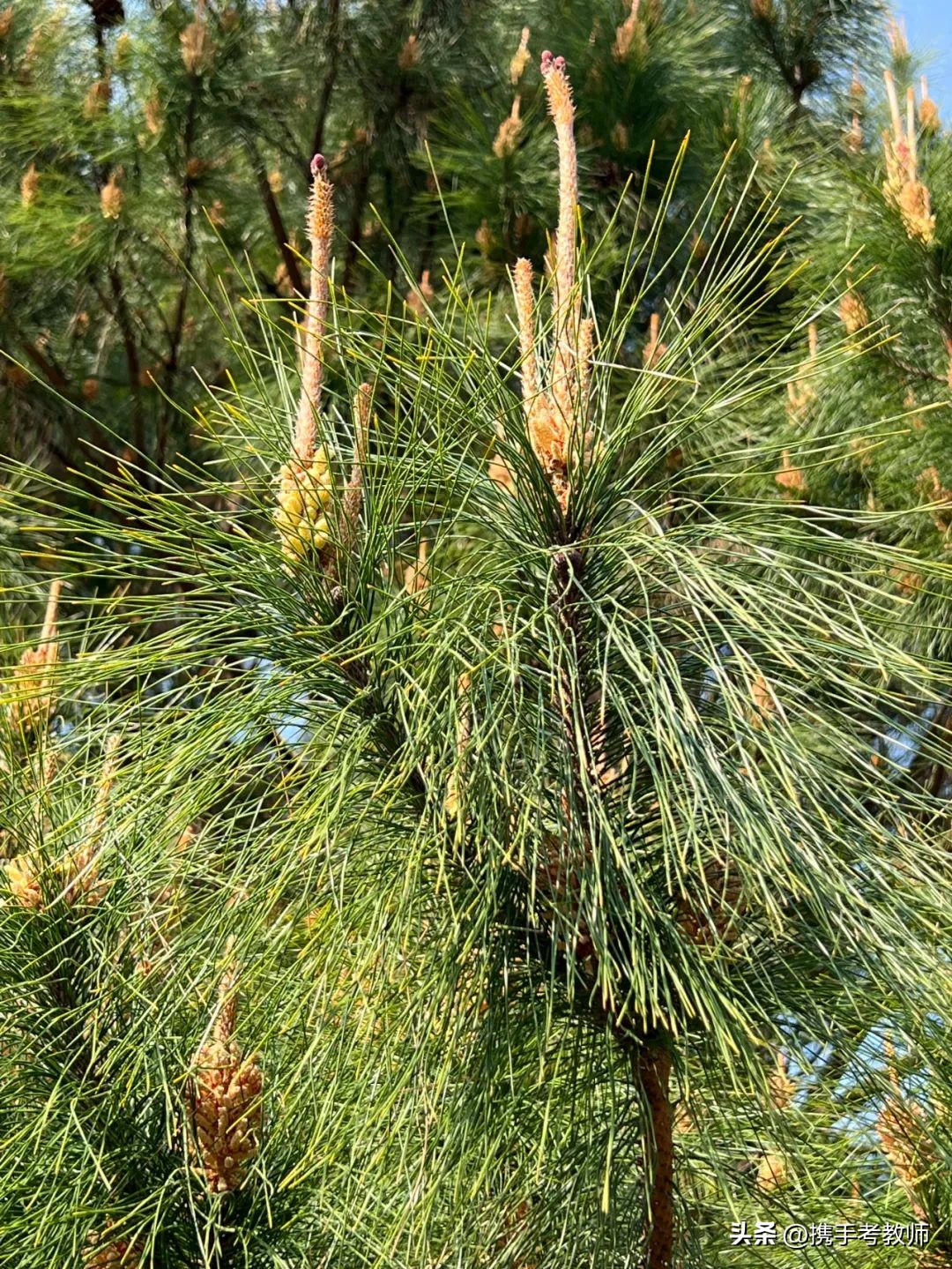 茂盛开花的马尾松,植物专栏蓝花草