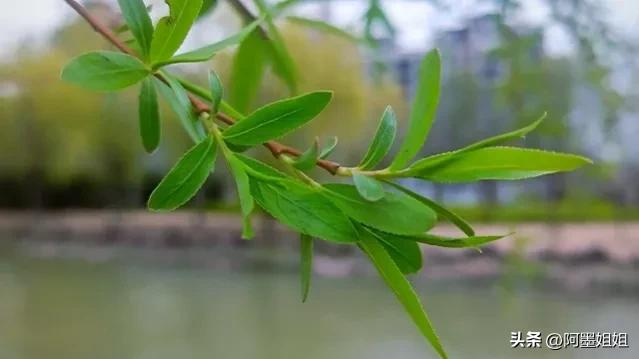 咏柳贺知章翻译及赏析视频,咏柳唐贺知章古诗意思全解