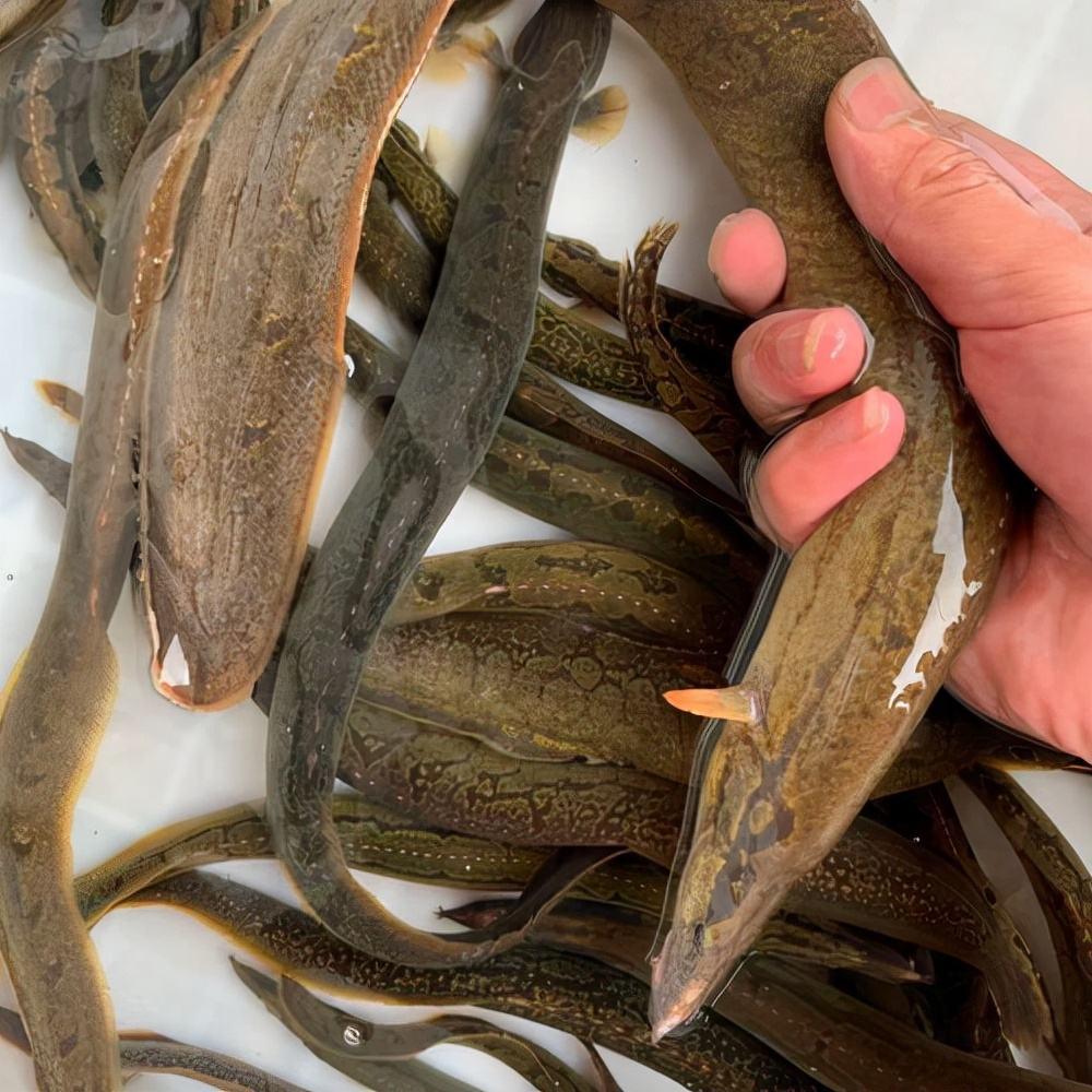 野钓最大泥鳅,野钓巨型泥鳅