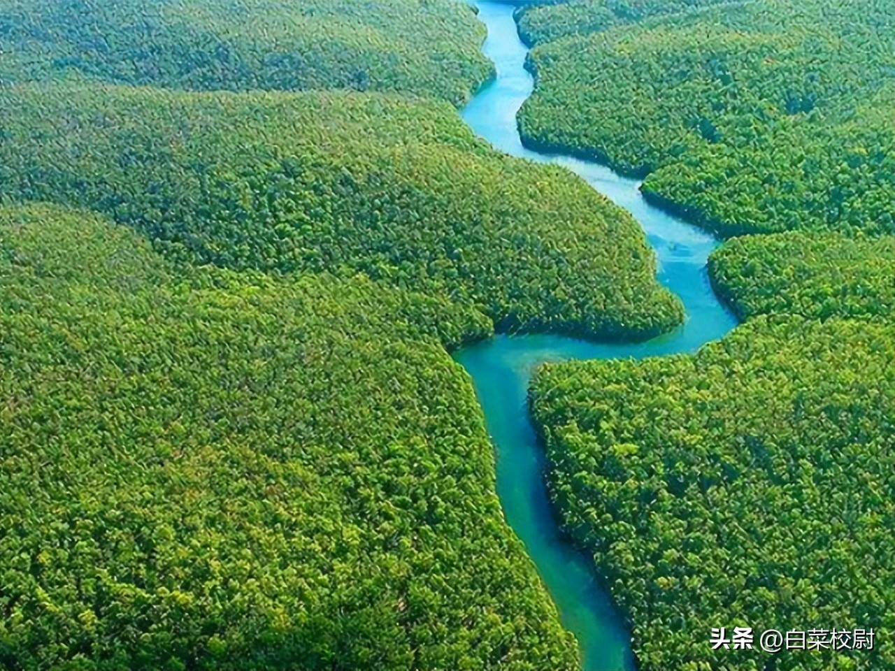 桑巴军团重返,桑巴军团卷土重来