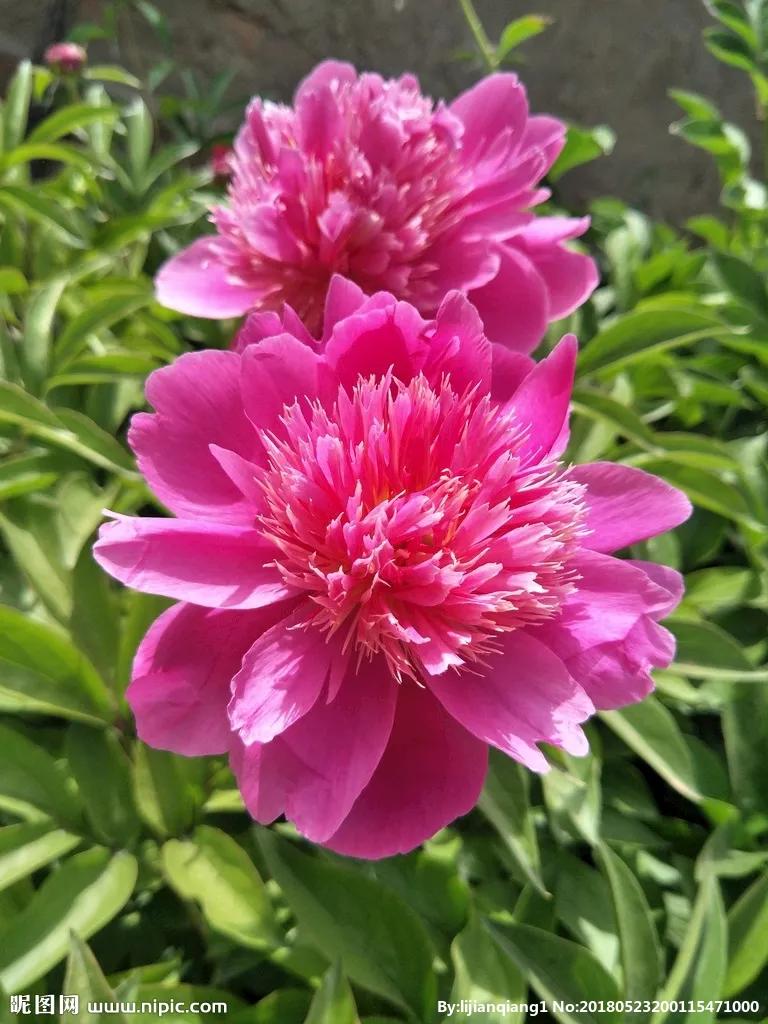 这二十幅极品花卉越看越醉,超好看又耐看的花卉图