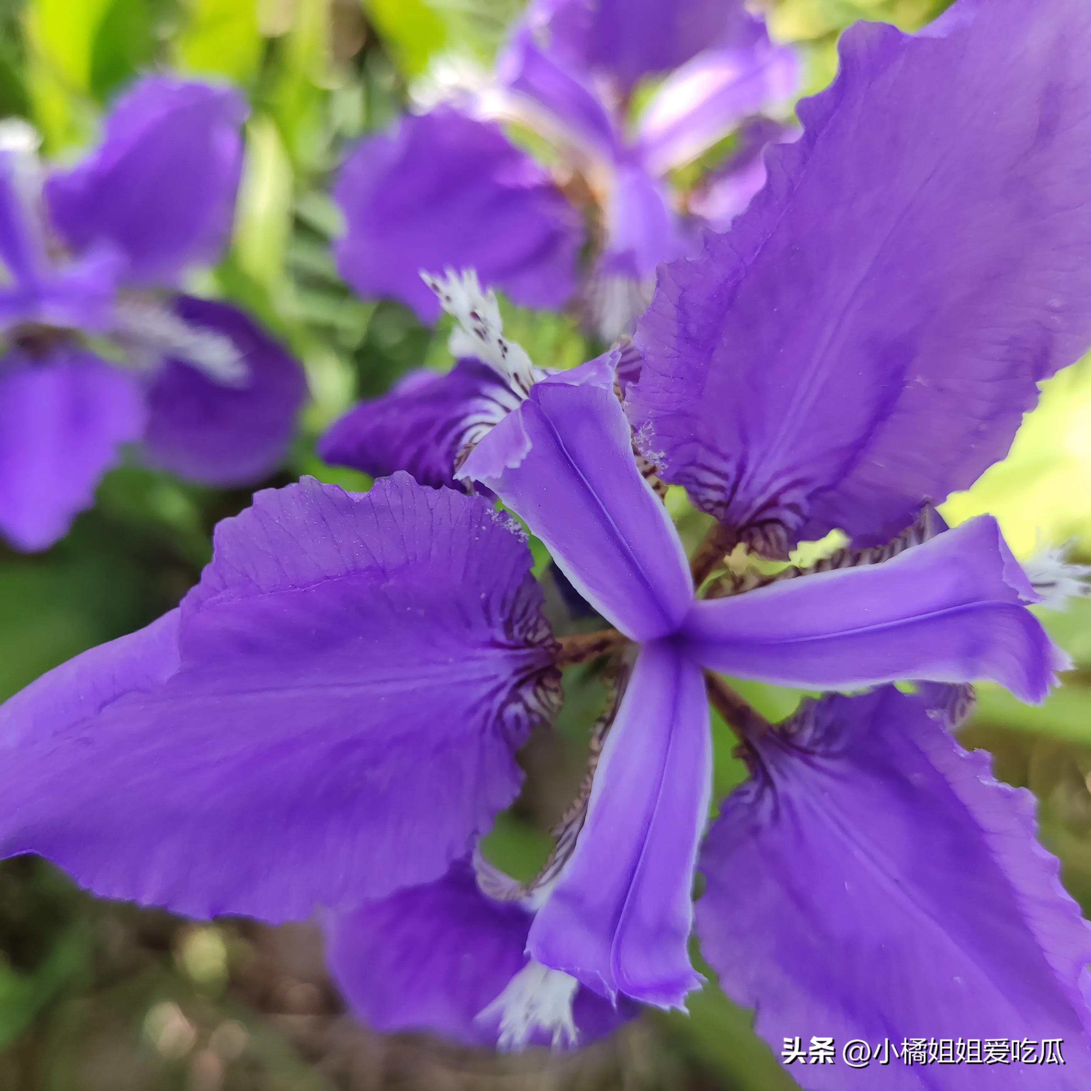 万紫千红总是春原唱,万紫千红总是春上句