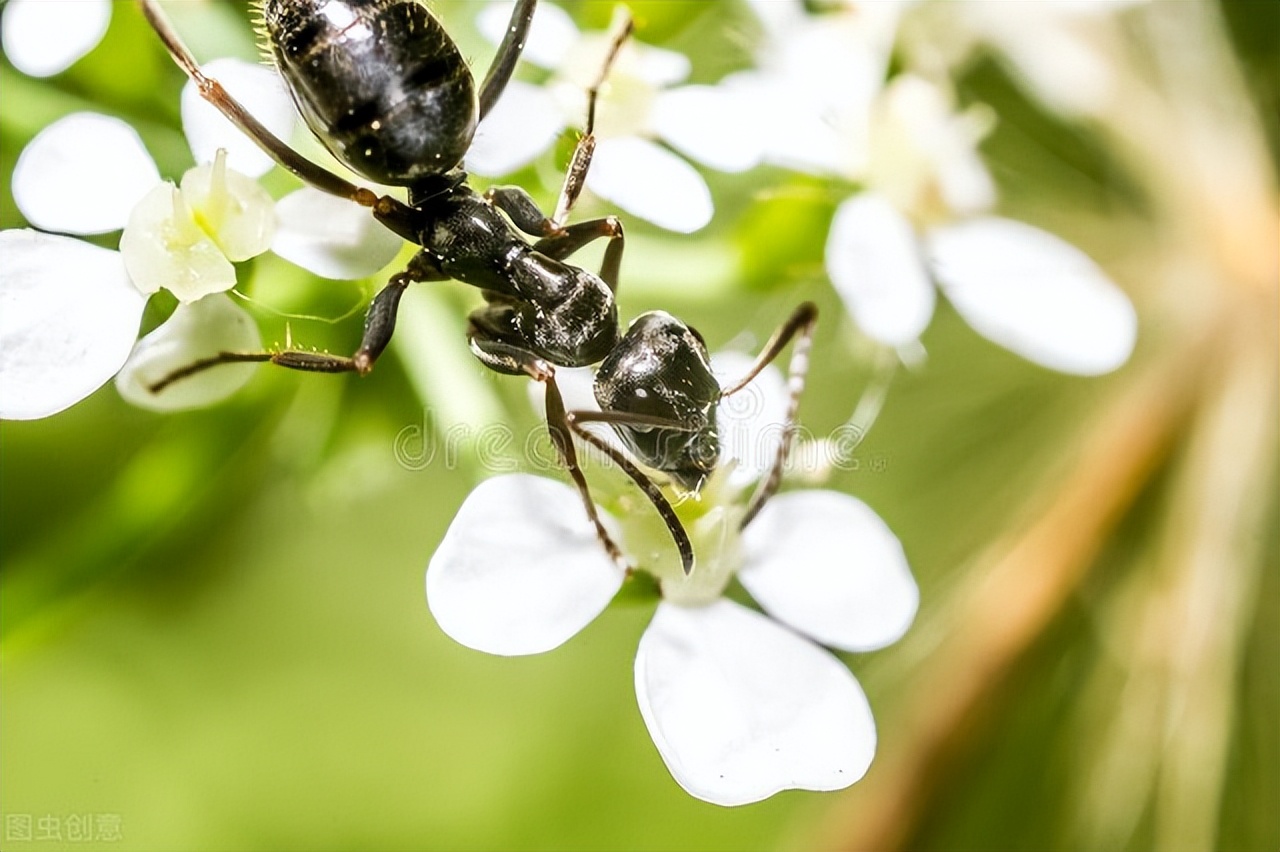 飞蚊飞蚁,下雨飞蚊怎么处理