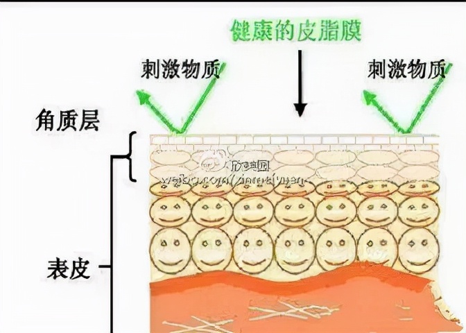 如何修复受损的皮脂膜,怎样修复皮脂膜最快