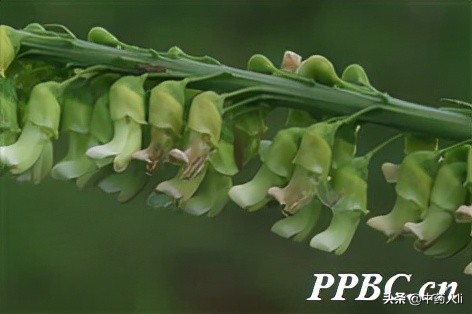 抗癌中草药十大排行榜,抗癌中草药十大名贵