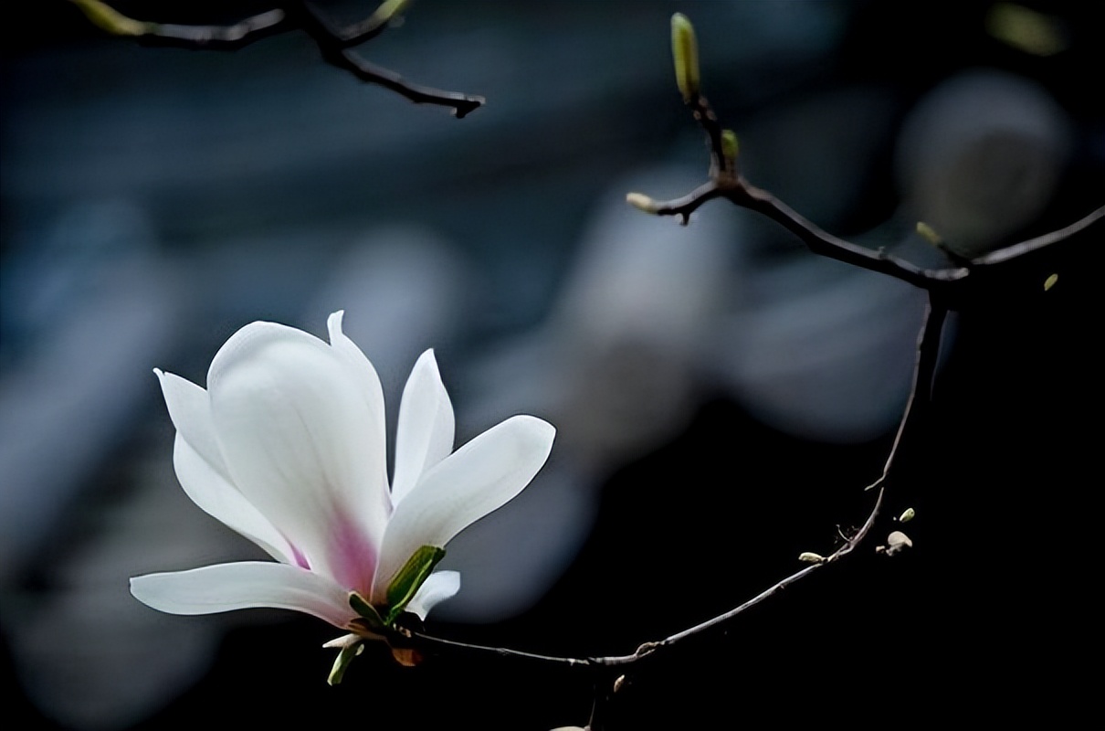 生肖龙的婚姻与爱情,生肖龙的婚姻与命运2006