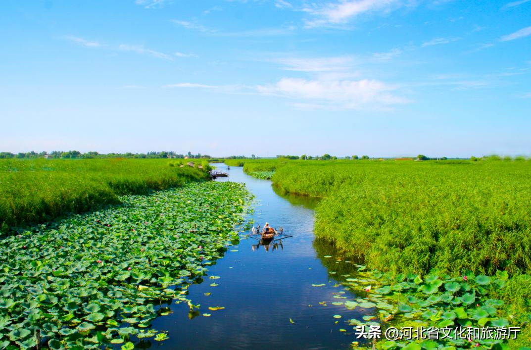 明星来保定视频,明星来河北