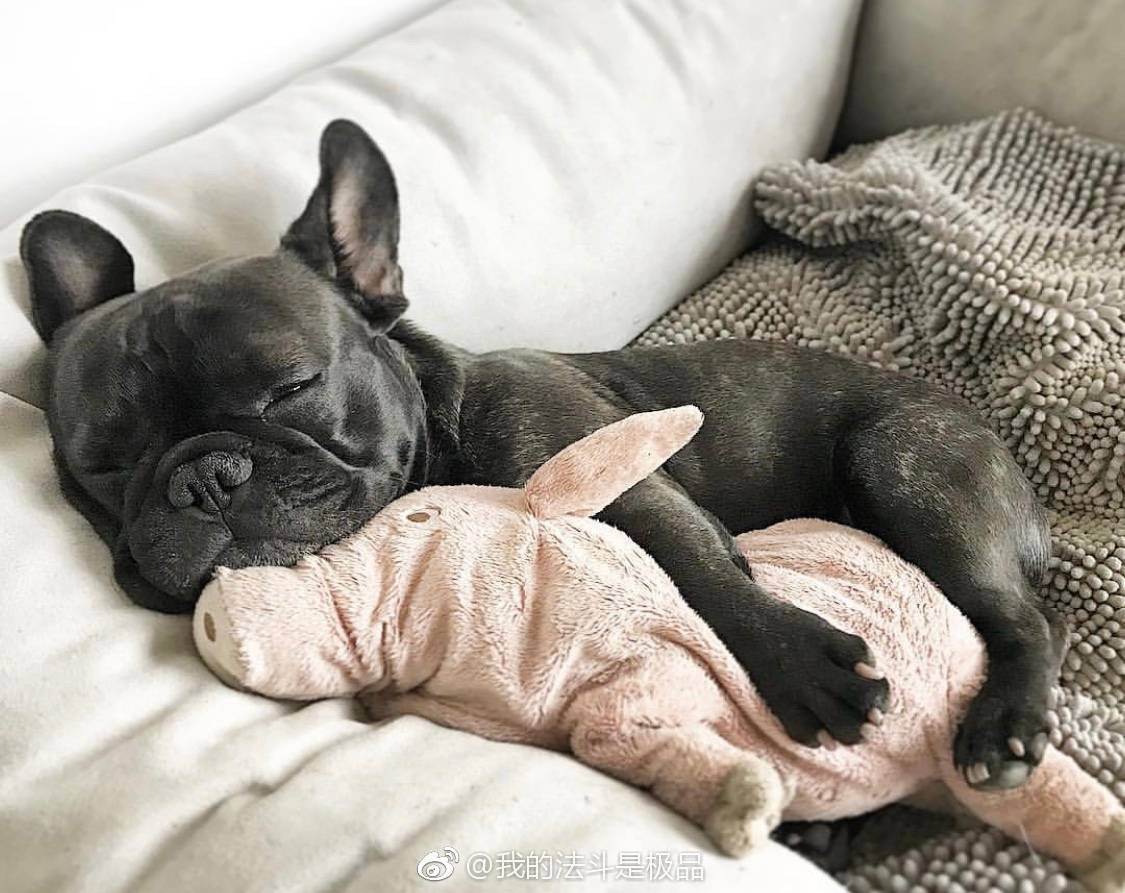 3天大幼崽法斗人工怎么饲养,法斗饲养视频教程全集