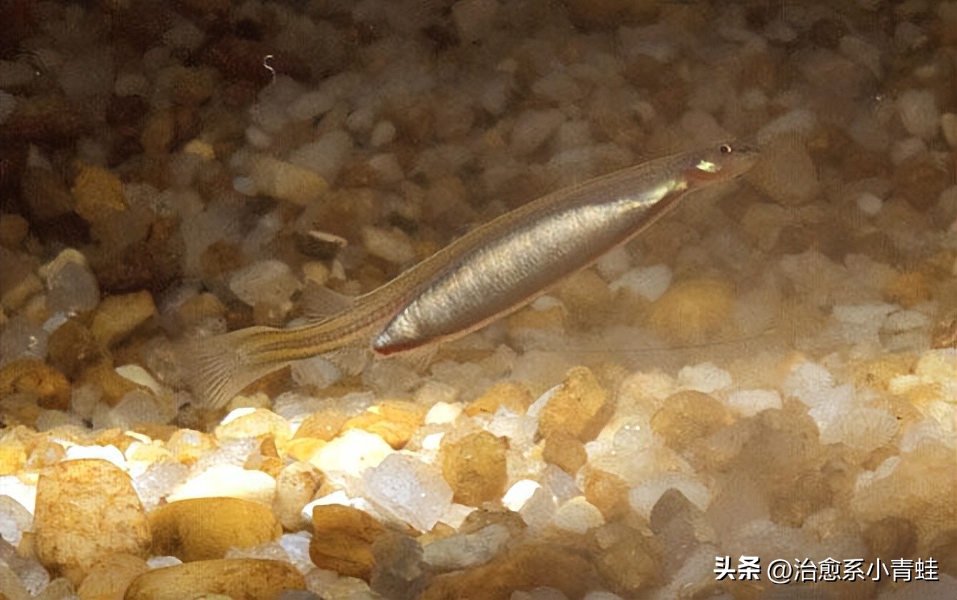 寄生鲶钻入体内,寄生鲇是什么