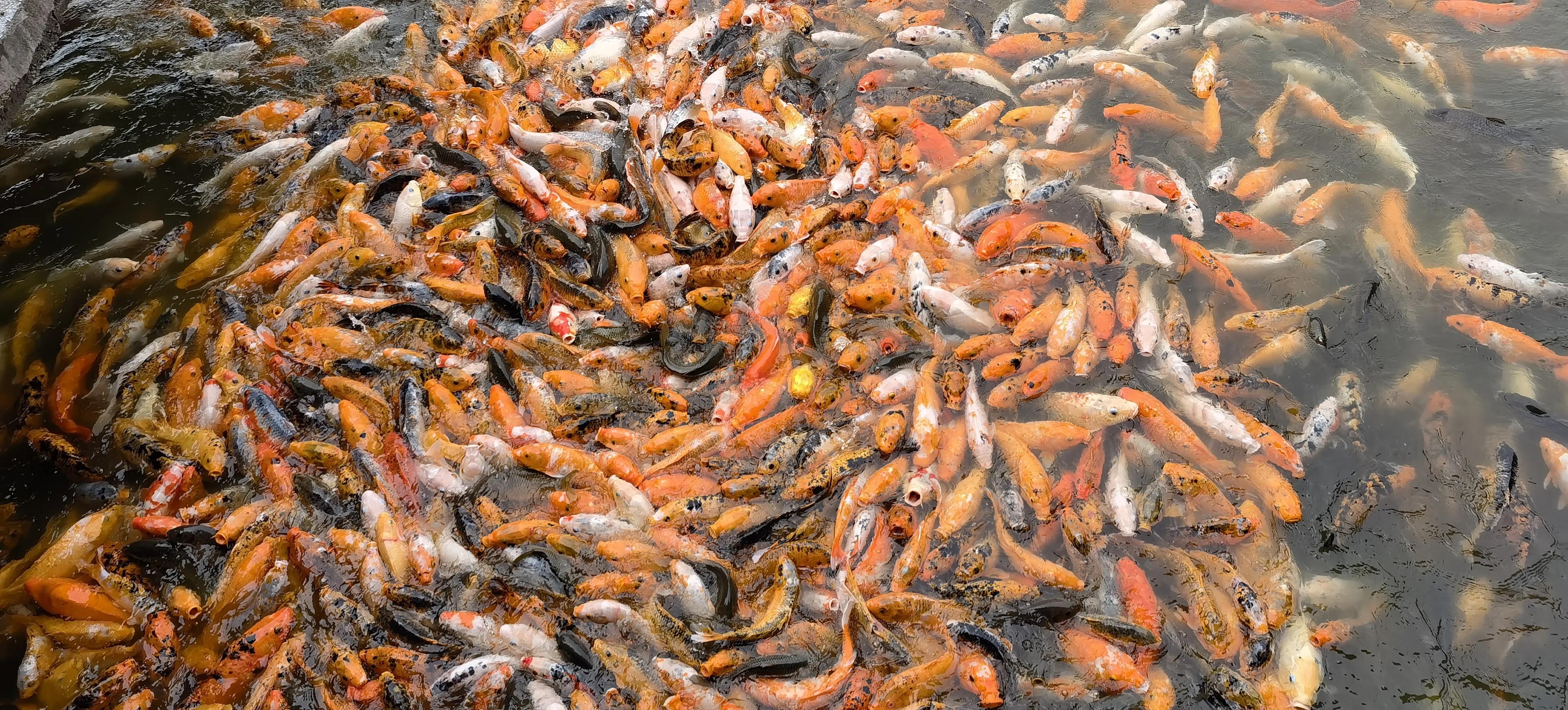 旅行日记记录一家人美好生活,旅行日记85天