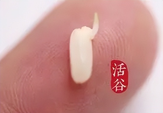 糙米有十种颜色吗,糙米的各种美食