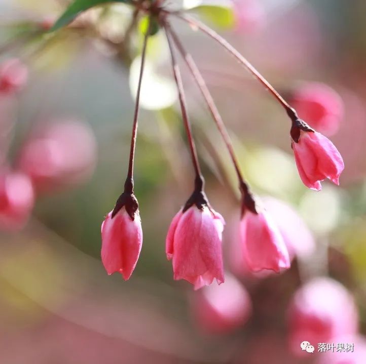怎样辨别果树花和芽,怎么分辨阳光玫瑰果树