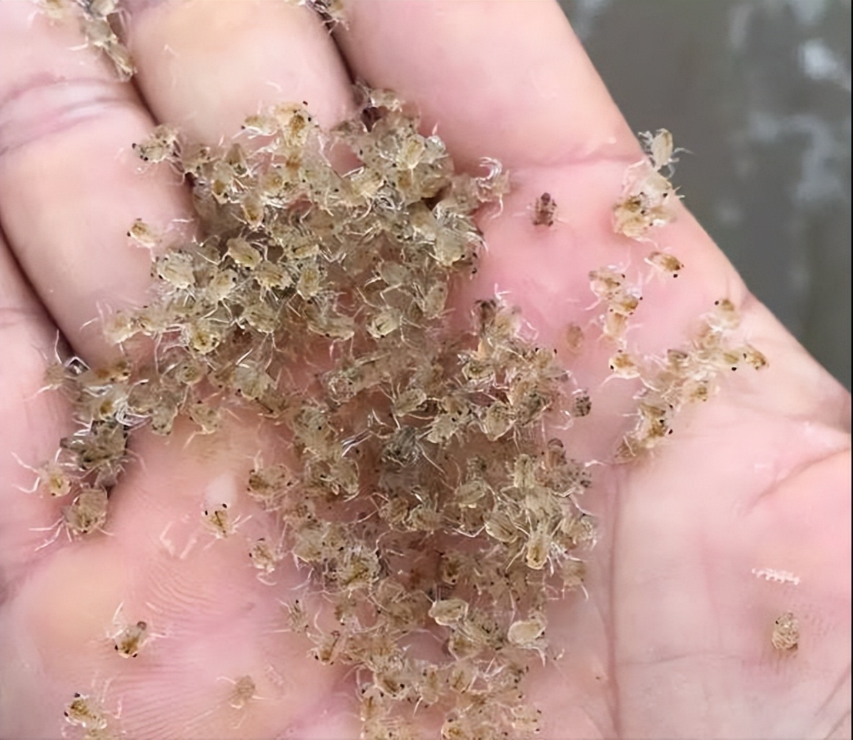 河蟹的蚤状幼体与大眼幼体的区别,河蟹育苗方法和时间