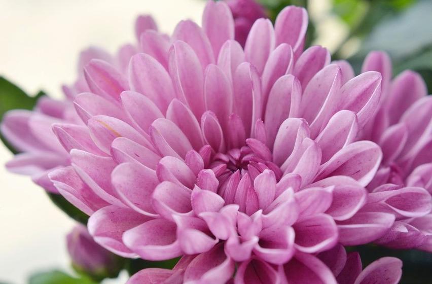 每日一花12.9：菊