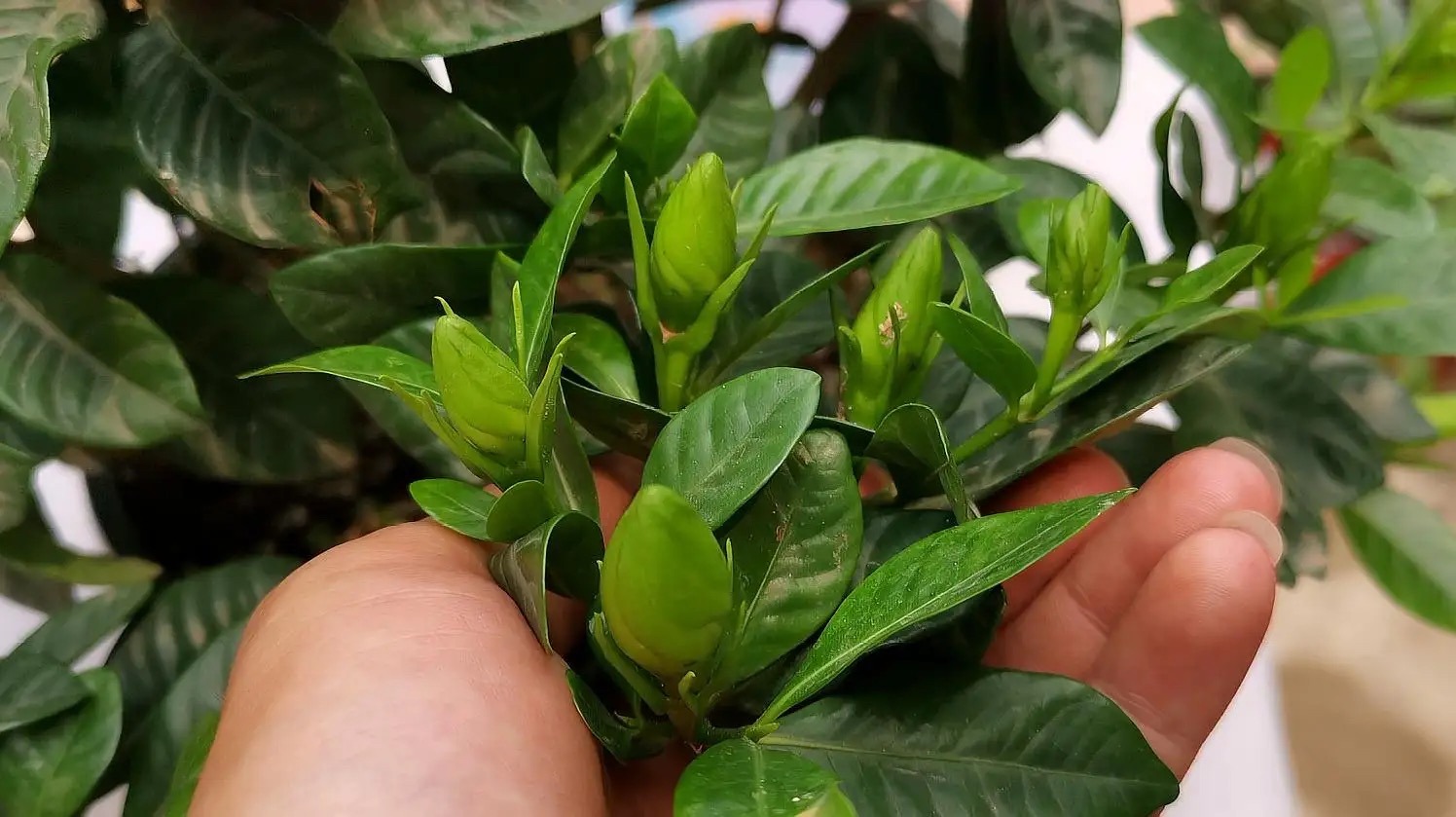 栀子花有3个“爱好”，满足它，叶子油绿发亮，花朵更多更芳香