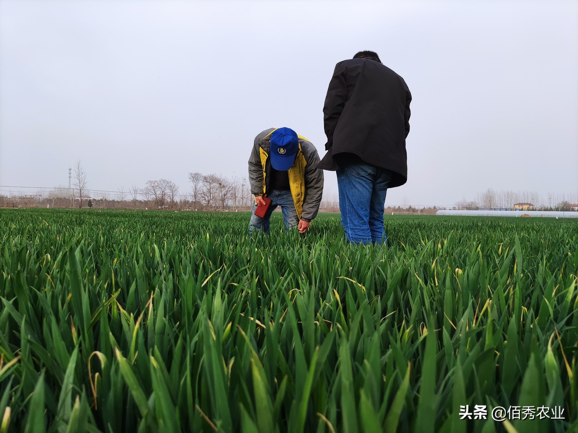 小麦红蜘蛛防治标准是多少,小麦红蜘蛛危害标准