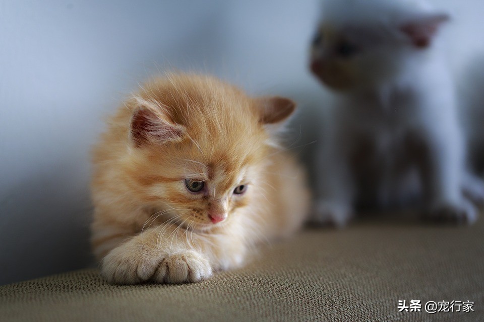 猫缺水太久怎么补救,猫缺水太久喝水不排尿