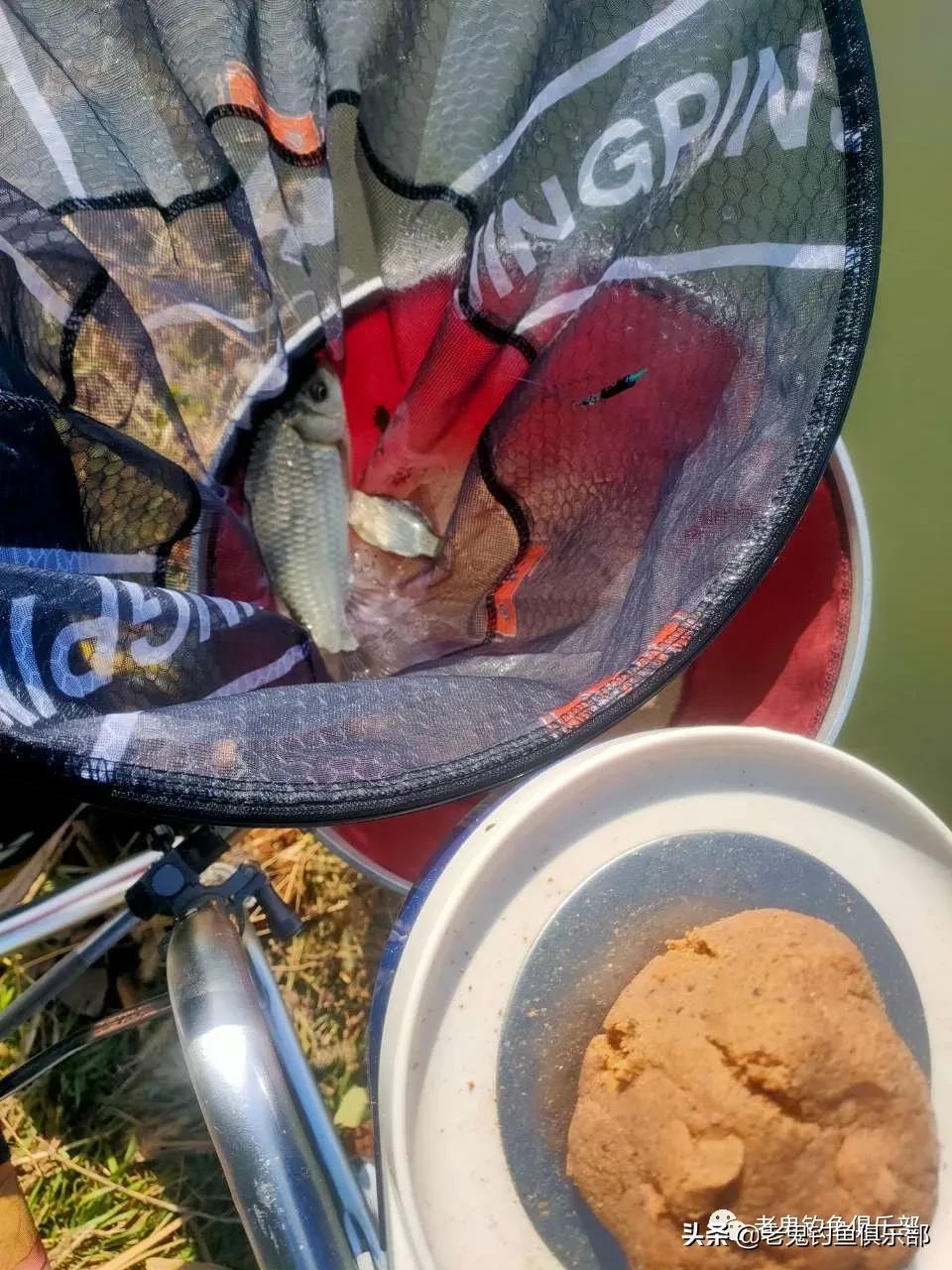 老鬼蚯蚓生鲜饵开饵方法,老鬼鲜蚯蚓拉饵100克