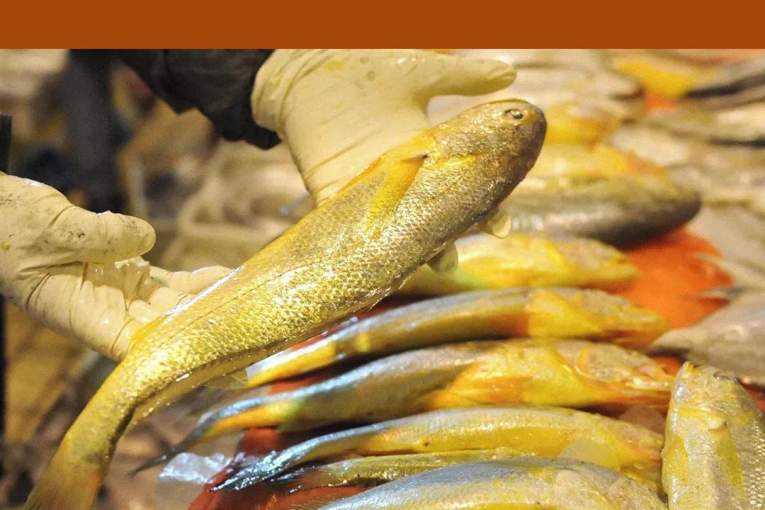 硬骨鱼纲鲈形目石首鱼科尽是好吃的海鱼啊!其中大小黄鱼最有名了