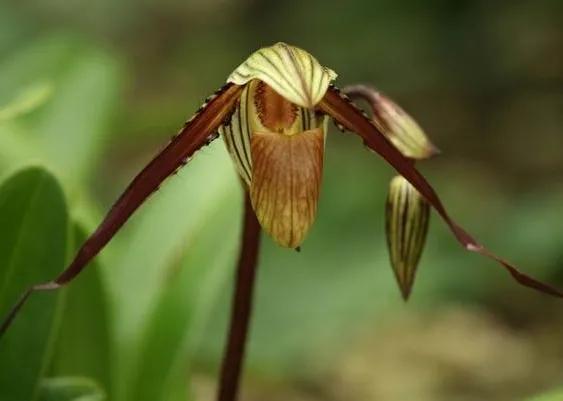 奇花异草是一道道亮丽的风景线,五彩缤纷的春天奇花异草
