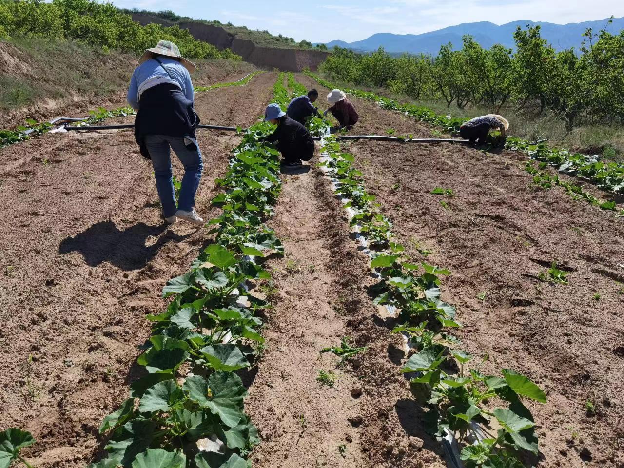 什么是有机农业生产的基础和核心,真正有机食品怎么种植