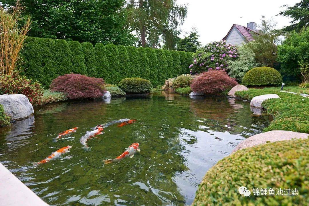 自己养的锦鲤长得慢,缸养锦鲤鱼为什么长得慢