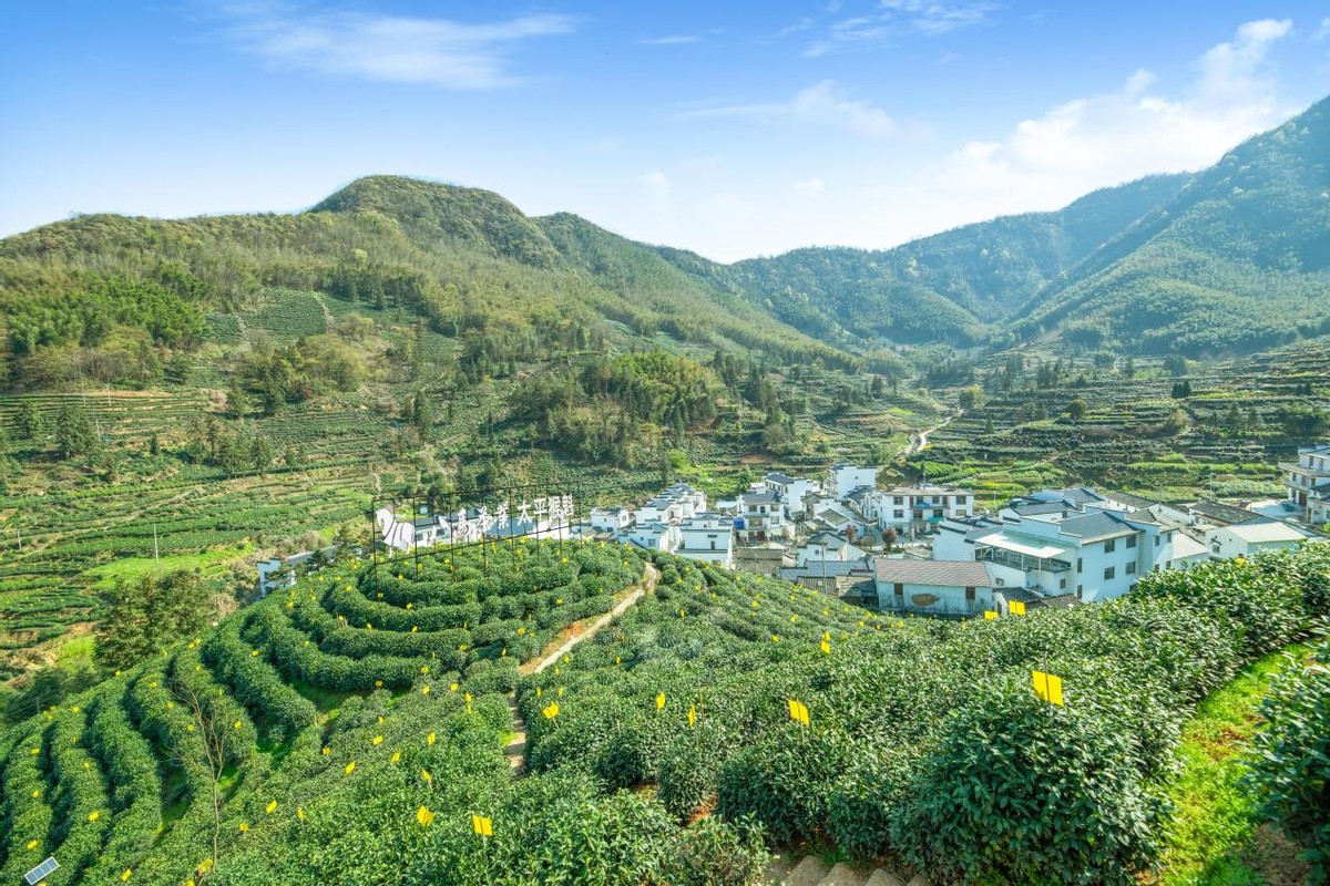 奇葩的茶名,奇葩的茶名字