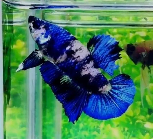 斗鱼不吃颗粒饲料,斗鱼不吃饲料是怎么回事