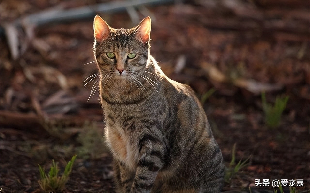 猫咪各种种类的简介介绍,各类猫咪种类介绍