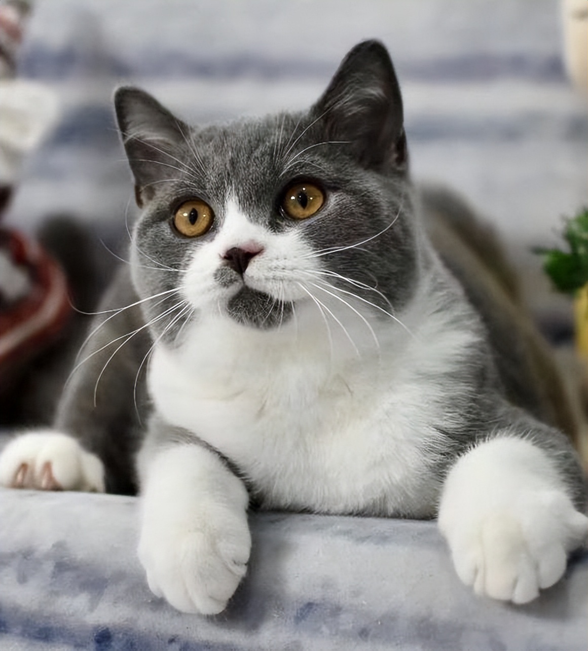 如何给不听话的猫咪剪指甲,可以用普通指甲剪给猫咪剪指甲吗