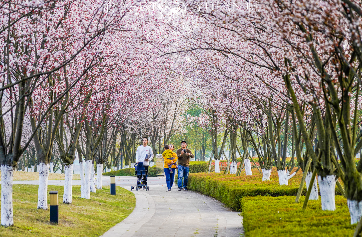 潼南油菜花旅游攻略,美好春日潼南赏花地图快来get