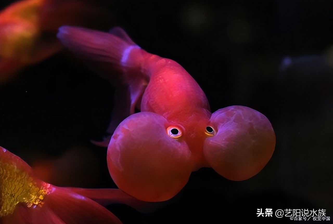 好的硝化细菌应该是怎样的,硝化细菌是怎样发挥作用的