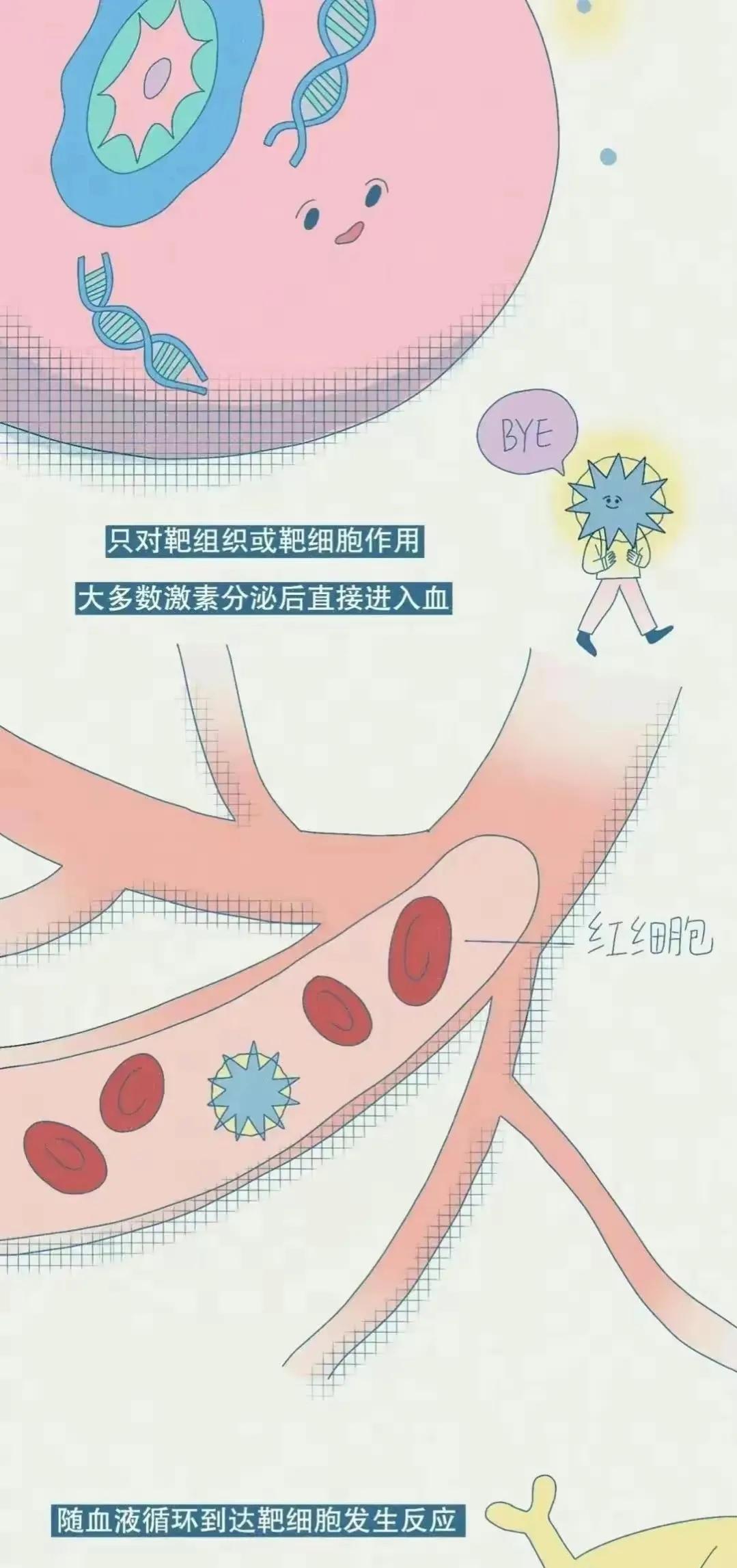 女生荷尔蒙过高会分泌什么,女生荷尔蒙分泌是什么