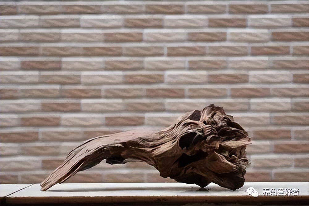 新手养龟的10个建议,养龟新手必须知道的两个关键点