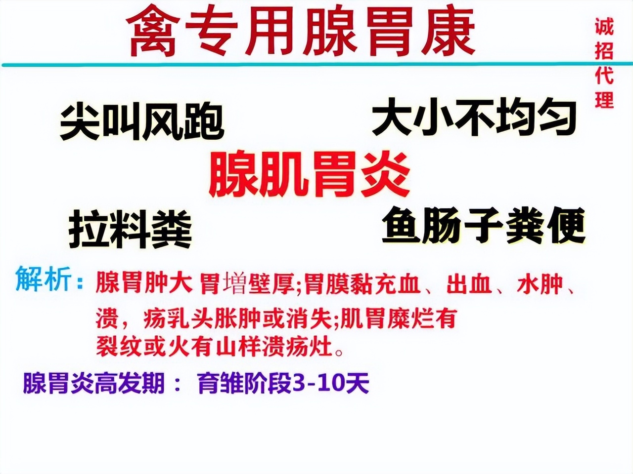 鸡长时间不喝水会怎样,鸡增加采食量最快的方法