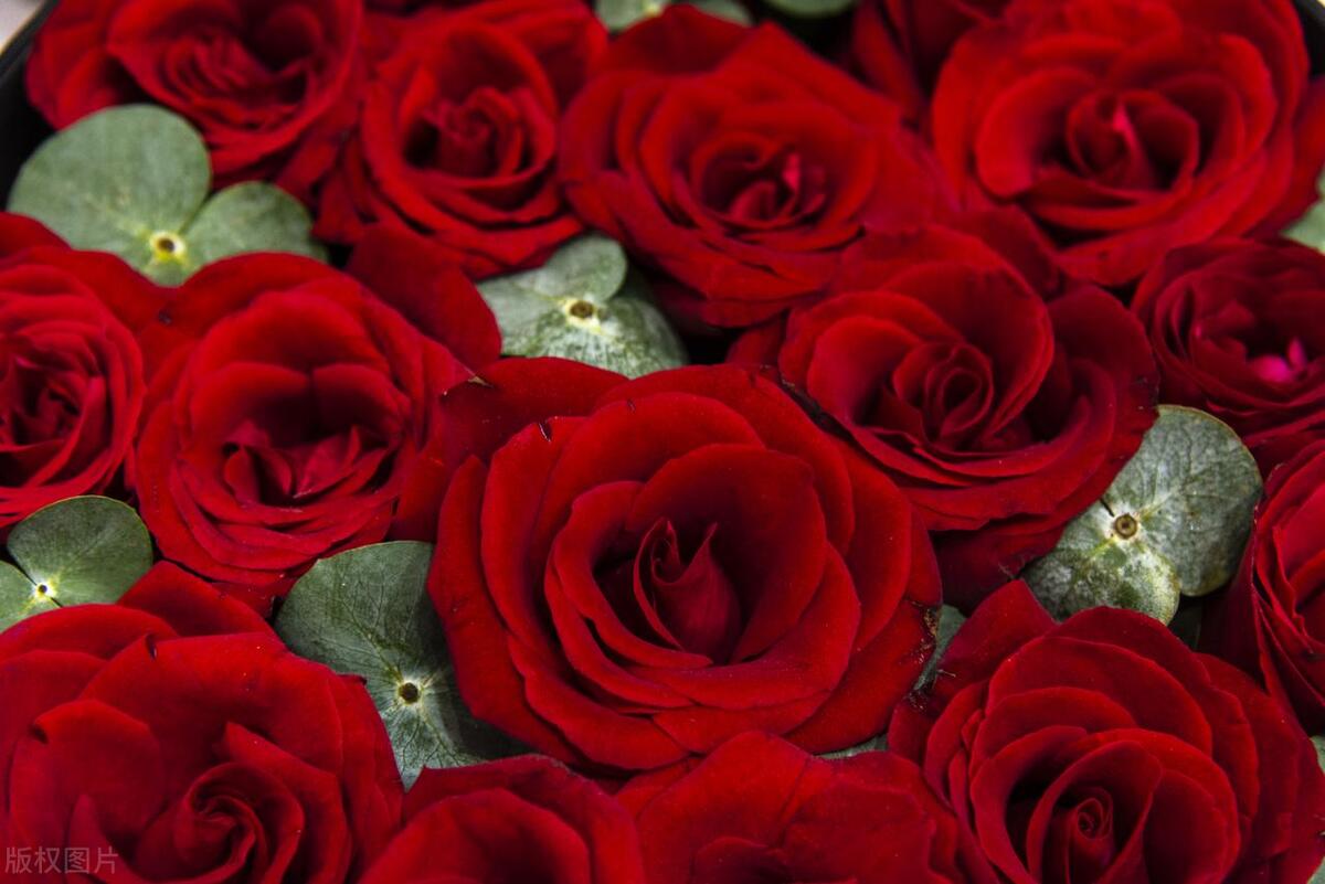 花事旖旎,关于年华最唯美的古诗