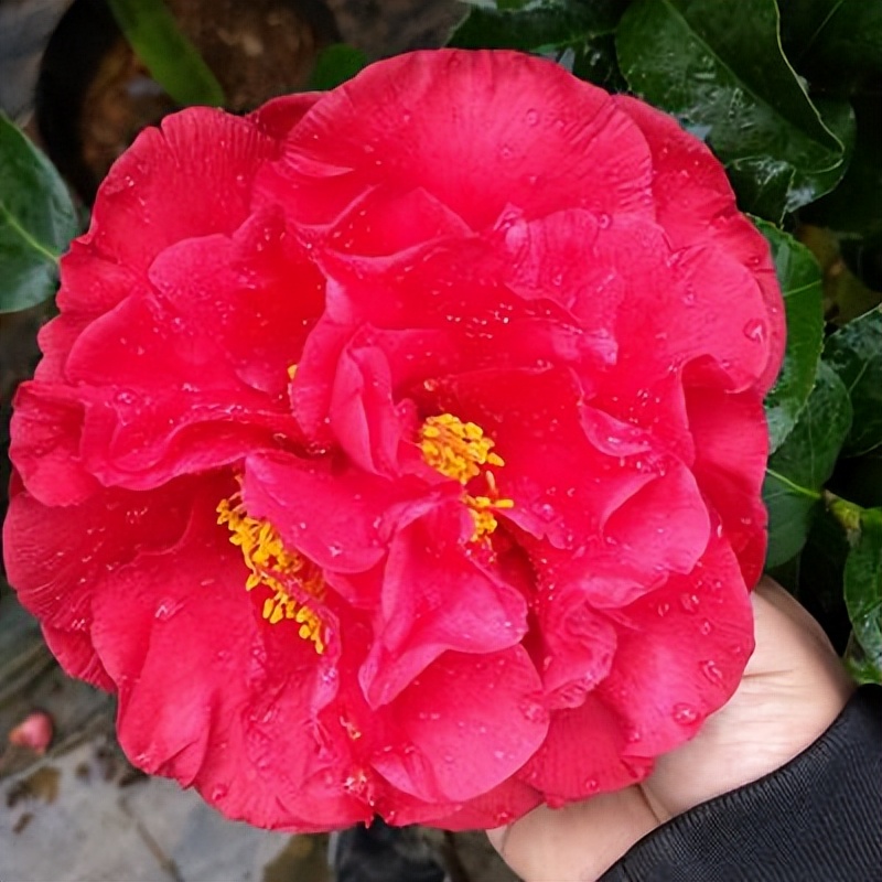 此花花色繁多有淡香味易养易成活,此花简单易养四季开花极为别致